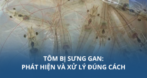 Tôm bị sưng gan: Phát hiện và xử lý đúng cách